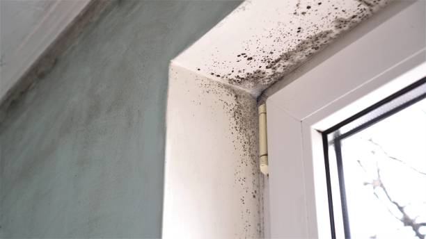 Best Attic Mold Removal  in Willimantic, CT