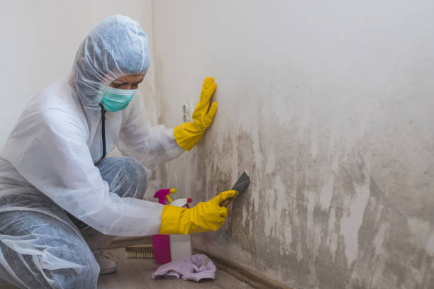 Best Professional Mold Removal  in Willimantic, CT