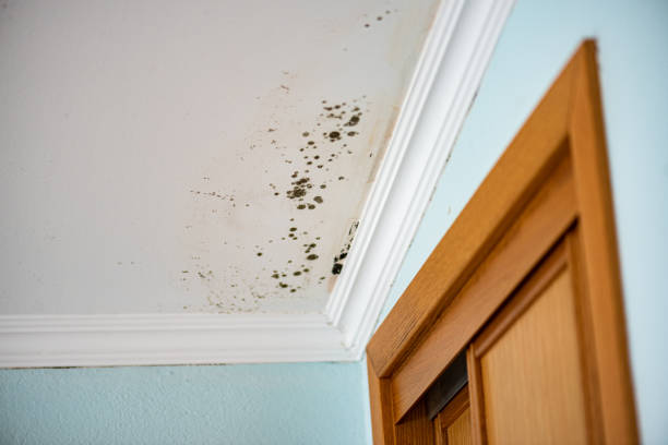 Best Home Mold Removal  in Willimantic, CT