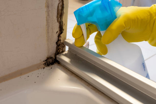 Mold Removal and Inspection in Willimantic, CT