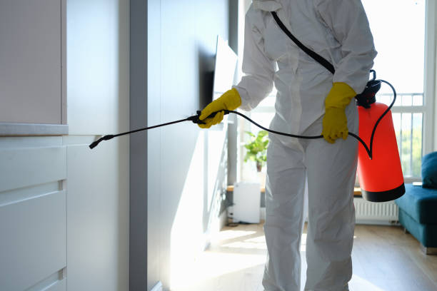 Best Mold Damage Repair  in Willimantic, CT