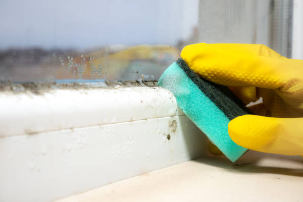 Best Office Mold Removal Services  in Willimantic, CT
