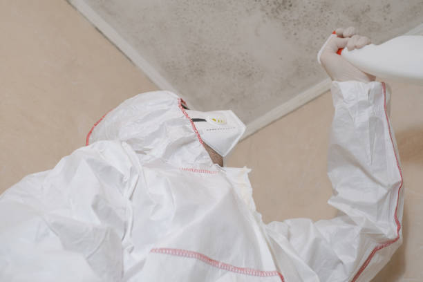 Best Crawl Space Mold Removal  in Willimantic, CT