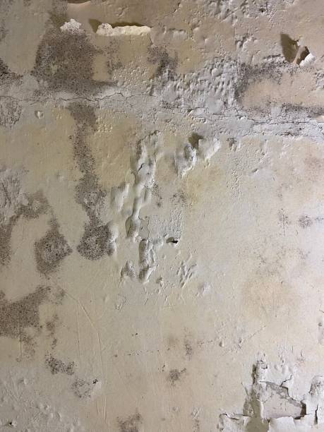 Best Mold Testing  in Willimantic, CT