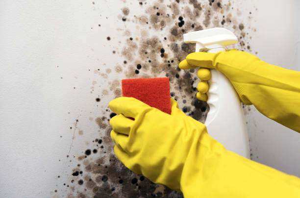 Best Commercial Mold Removal  in Willimantic, CT