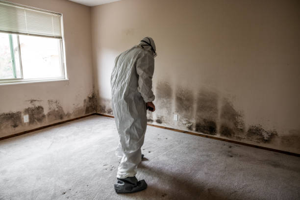 Mold Testing and Removal in Willimantic, CT