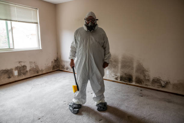 Best Certified Mold Removal  in Willimantic, CT