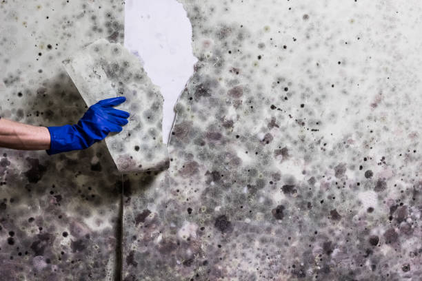 Best Affordable Mold Removal  in Willimantic, CT
