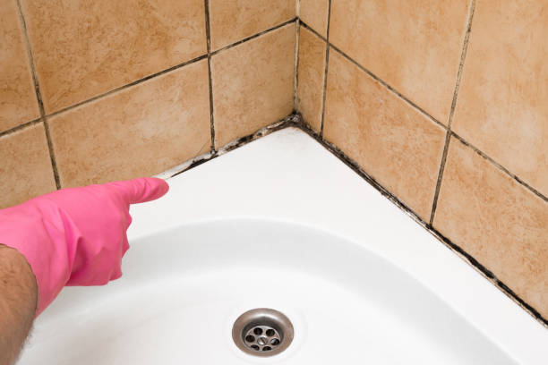 Mold Removal Process in Willimantic, CT