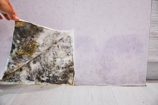 Best Residential Mold Removal  in Willimantic, CT